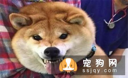 柴犬一天吃多少 一般来说柴犬每天只要吃七分饱