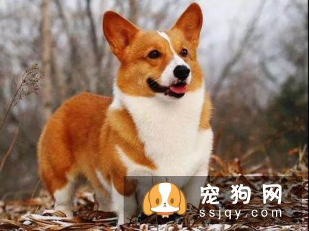 什么家庭适合养什么狗狗