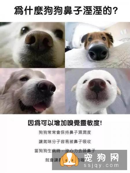 最强养狗基本知识，养狗必备干货