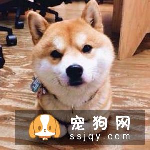柴犬怎么样辨别真假 看柴犬纯不纯注意以下几点