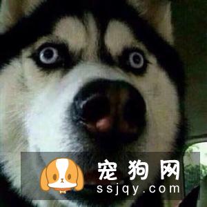 身价70亿的训犬师告知你，狗狗应该这样训练