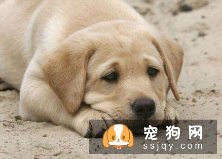 狗狗死之前有什么症状？细心观察争取尽早治疗