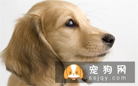 狗狗耳道有异味，狗狗耳道应该怎么护理