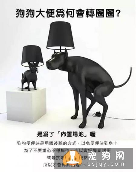 最强养狗基本知识，养狗必备干货