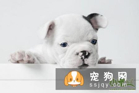 狗狗为什么喜欢到处舔?原来狗狗舔舐也有不同的意思哦！