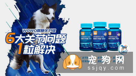 WOWO氨糖呵护狗狗关节健康，释放天生该有的灵动活力