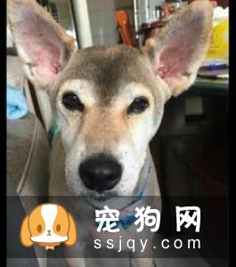 家里的柴犬不认主人,可能是还没有做好充分的准备,主人需要很有耐心