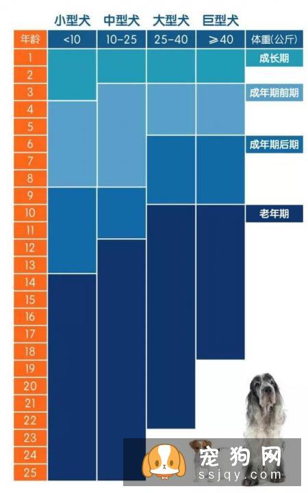 搞不清狗狗的生理阶段？看这篇文章就够了！