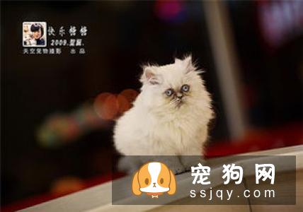肠炎是狗较常见的一种消化道疾病