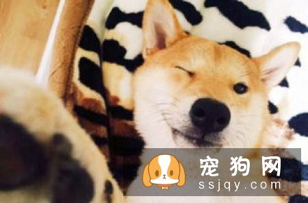 柴犬出现寄生虫性皮肤病