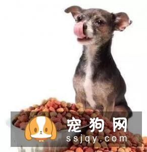 狗狗为什么经常舔自己的鼻子?