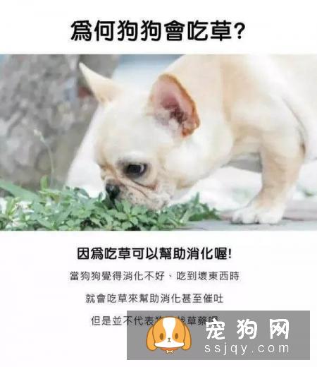 最强养狗基本知识，养狗必备干货