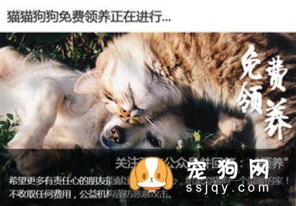 柴犬晚上怕冷吗 柴犬怕冷的表现