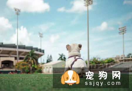 10只狗里只有3只狗可以按照这样的方法去排便