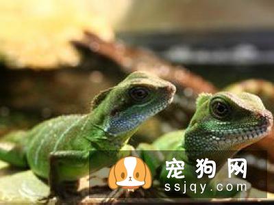 市场上蜥蜴的种类众多 如何挑选水龙蜥蜴和喂养方法