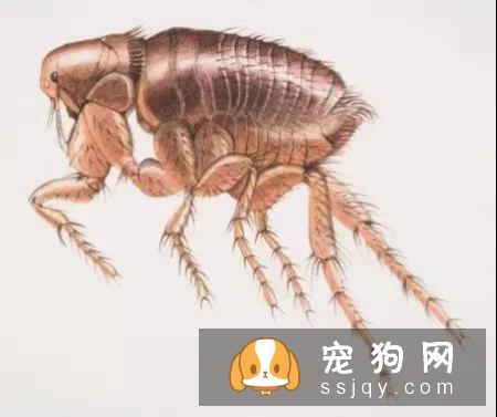 警报，你家的狗狗需要立刻驱虫！