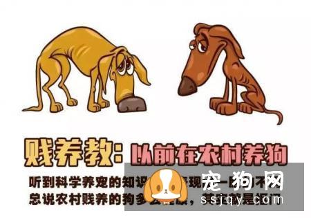 远离！养狗圈的“十大邪教”，科学养犬才是王道！