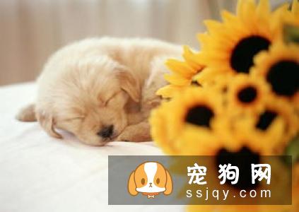 狗狗为什么会咬主人？看这几点你就明白了