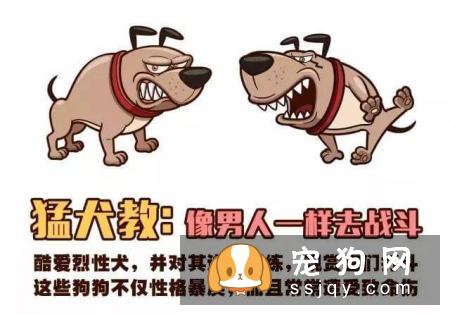 远离！养狗圈的“十大邪教”，科学养犬才是王道！
