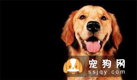 如何让狗狗拥有亮丽毛发的小秘诀