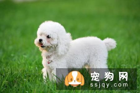 柴犬大便很臭 引起柴犬大便很臭的原因居然这么多