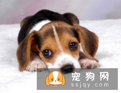 如何训练狗狗拒食不明来源的食物