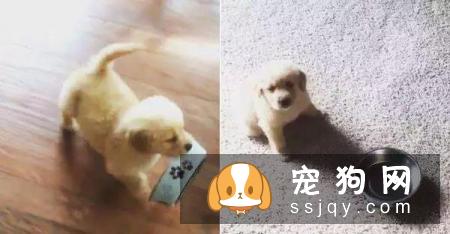 狗狗的碗需要每天清洗吗？