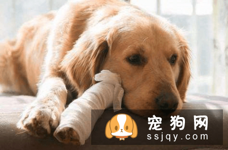 WOWO氨糖呵护狗狗关节健康，释放天生该有的灵动活力