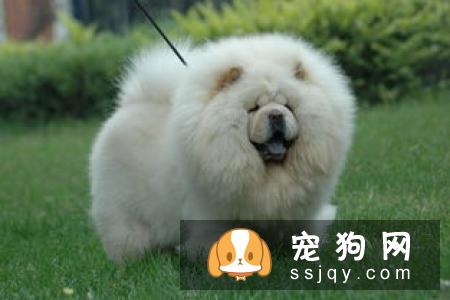 常见的宠物狗品种你都认识吗？宠物大全了解一下!