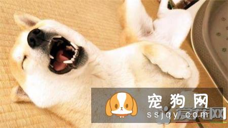 柴犬吃什么品牌狗粮好 怎么给柴犬选择合适的狗粮