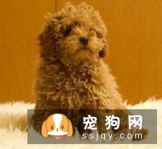 幼犬可以吃零食吗