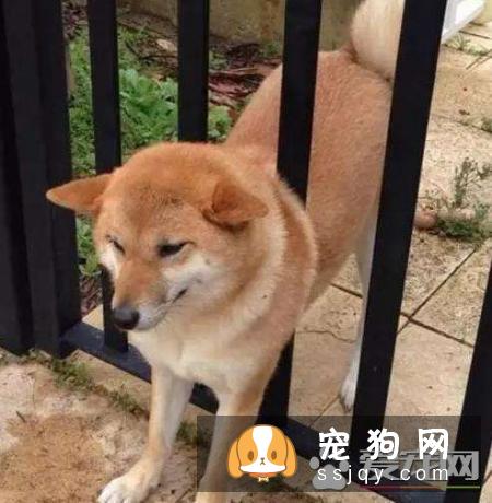 柴犬几个月发情 柴犬发情的表现
