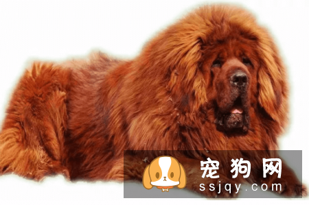 宠物狗一般是多少价格？宠物狗价格排名！