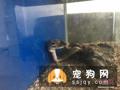 沙皮狗应该怎么训练，沙皮狗训练方法介绍！