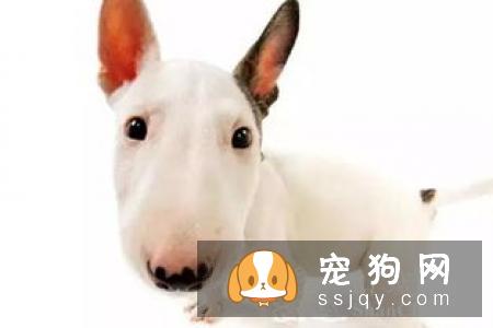 小狗生理素质的培养应该怎么做