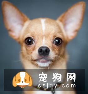 警报，你家的狗狗需要立刻驱虫！