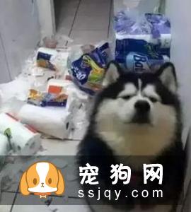 给狗狗梳毛的几大好处_宠物频道
