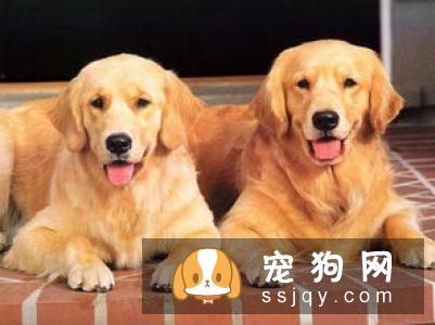 狗狗超重不一定是肥胖，还有7种原因！