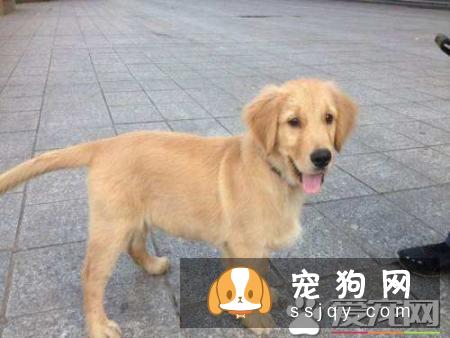 金毛尾巴长吗 金毛尾巴长度多少