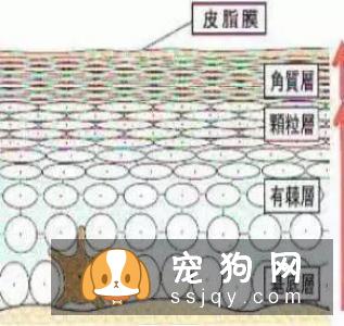 秋季宠物毛发知多少?换毛周期成长期:毛根犬毛结处理注意点