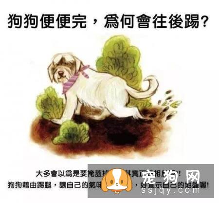 最强养狗基本知识，养狗必备干货