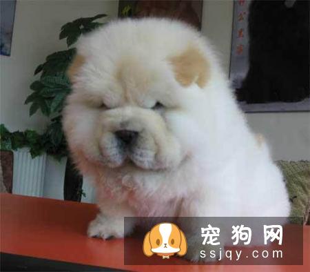 常见的宠物狗品种你都认识吗？宠物大全了解一下!