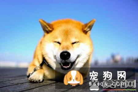 当柴犬断奶七天之后就要去注射疫苗了,如何选择看个人的想法?