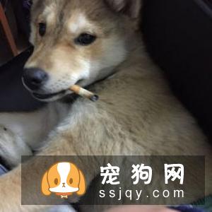 柴犬怎么样辨别真假 看柴犬纯不纯注意以下几点