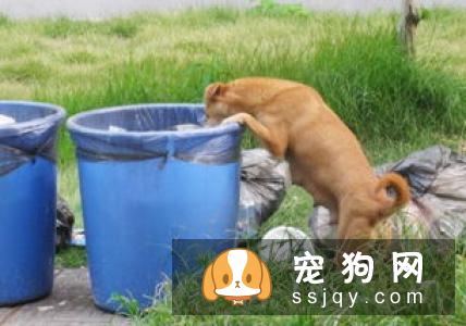 宠物保持好胃口，这些神秘元素少不了