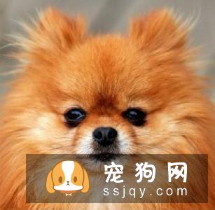 柴犬拉稀黄或带血怎么办 柴犬拉稀黄带血的原因可能是以下几种