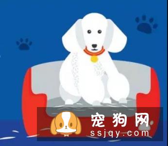 无法清理掉窝垫上的狗猫毛？听听国外铲屎官的建议吧