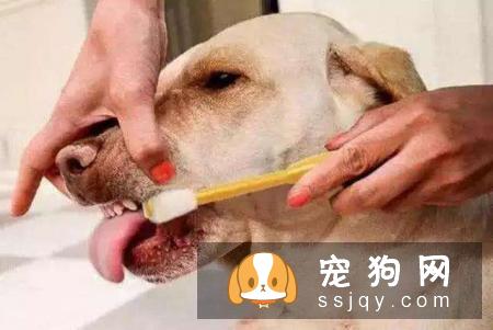 与狗零距离接触，狗狗除口臭四大技巧！