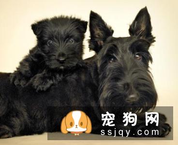 常见的宠物狗品种你都认识吗？宠物大全了解一下!