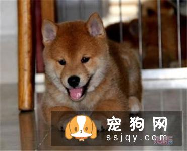 柴犬哪里有卖的 买柴犬哪种途径比较好